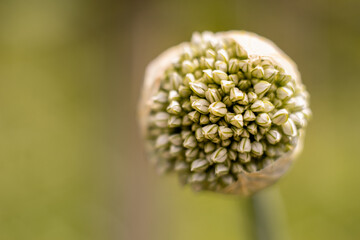 Macro of a onion flower