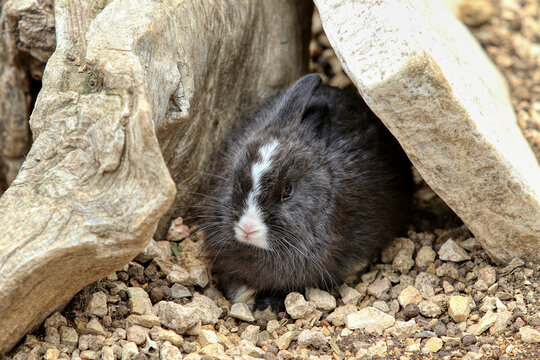 Close Up Of A Black White Rabbit