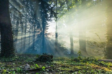 Beautiful golden hour sun rays shining through forest fog