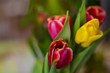 Blurry background - beautiful bouquet of colorful tulips.