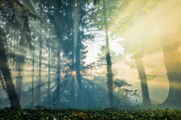 Beautiful golden hour sun rays shining through forest fog