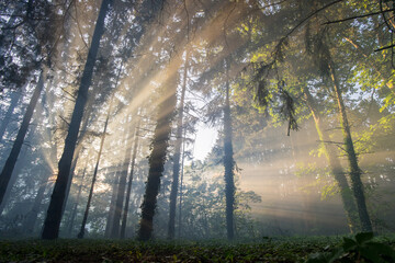Beautiful golden hour sun rays shining through forest fog