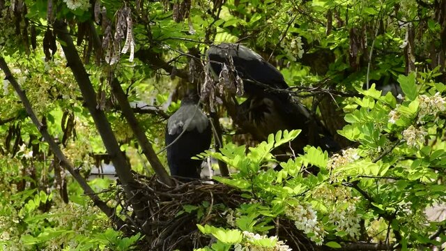 Young adult fledged gray fledglings of birds Corvus cornix resting in a nest on an acacia Robinia pseudoacacia in the foothills of the North Caucasus
