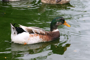 Duck swims in a pond