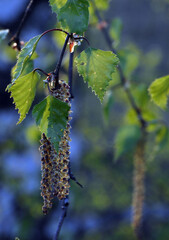 Obraz premium Birch catkins with young leaves in the backlight at sunset. Warm spring evening in the foothills of the Western Urals.