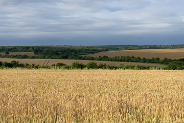 Dramatic landscape of a wheat field just before harvest under cloudy sky