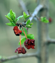 Scraps of last year's crop. The fruit of the apple-tree-wild game pecked by birds on a spring branch with young leaves. Warm spring evening in the foothills of the Western Urals.