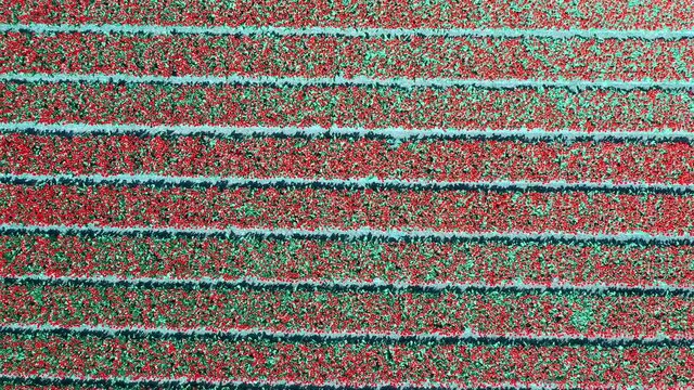 Aerial view of tulip bulb-fields in springtime, Holland, the Netherlands