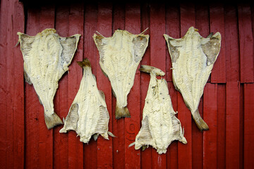 Lofoten, Norway. Salted cod drying on a red wooden wall.