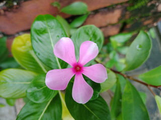 Hibiscus flower is Singapore's natural  flower where it's locally known as the Bunga Raya. A beautiful hibiscus flower with green leaf as background.