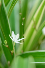 white flower of the valley in the grass