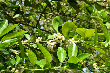 Flowers Blooming on Plant Forming A Background