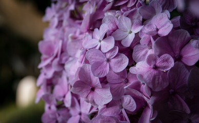 Fototapeta premium Bunch of hydrangea flowers blooming in a spring garden in Nepal