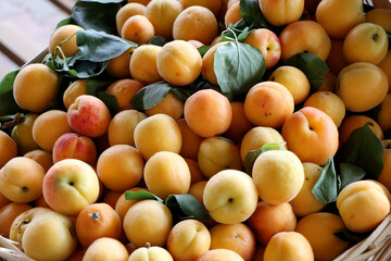 Naklejka na ściany i meble Close up of fresh apricots on sale in a fruit market