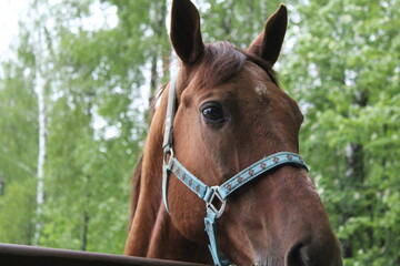 portrait of a brown horse close-up