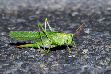 Ein Heupferd auf einer Strasse