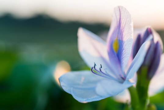 Macro close-up of a pink water hyacinth (Eichhornia crassipes) flower with green background in Chitwan National Park, Nepal