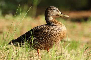 duck on
