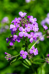 Fototapeta na wymiar Purple Wild flowers