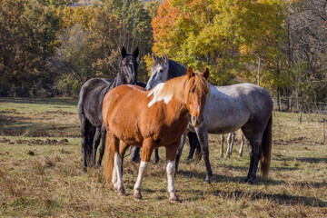 Different coloured horses in a small herd with autumn colours trees in the background.