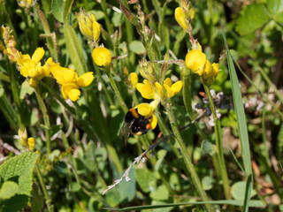 Nahaufnahme auf einer gelben Blume auf einem geflügelten Stängel von Gewöhnlicher Flügelginster (Genista sagittalis), die von einer Hummel gesucht wird