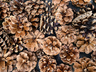 Pine cones. Tree seeds. Coniferous. On wooden Background.
