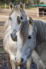 Obraz premium Widok z boku dwóch błotnistych białych koni andaluzyjskich patrząc na kamery.