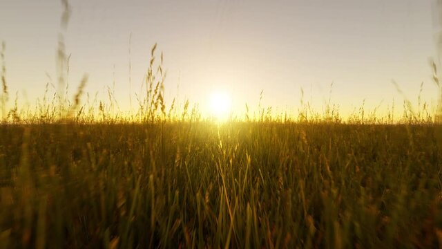 Summer scene with the camera moving slowly through the long golden grass towards the bright sun, setting in the distance - seamless looping.