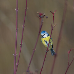colorful blue tit bird (parus caeruleus) standing on tiny branch