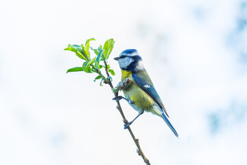 isolated blue tit bird (parus caeruleus) standing on tiny branch