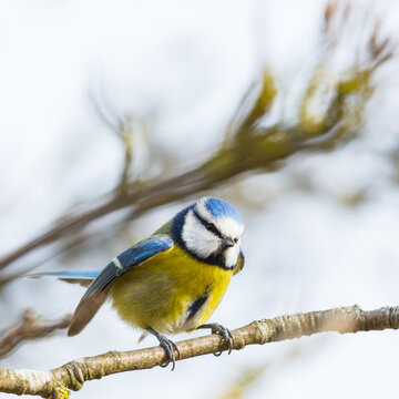 blue tit bird (parus caeruleus) standing on branch in tree