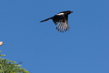 Gazza  in volo in un cielo azzurro