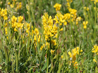 Obraz premium Genista sagittalis | Gewöhnlicher Flügelginster oder Ramsele. Zwergstrauch mit verholzenden Trieben. Geflügelt Stängel, Blüten helles gelb in endständiger Traube, Blätter elliptisch in Bodennähe