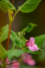 Naklejka na ściany i meble Blurry background - Impatiens glandulifera, Himalayan Balsam blossom