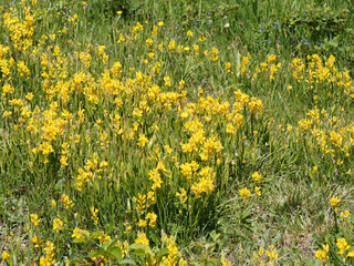 Genista sagittalis | Gewöhnlicher Flügelginster oder Ramsele. Teppich aus gelben Blumen und typische Pflanze des trockene Wiesen des südlichen Schwarzwaldes