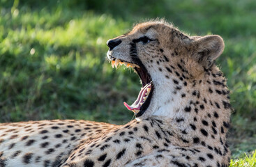Roaring Cheeta in Jungle