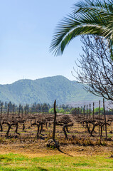 Fototapeta na wymiar Vineyard landscape in Lonquen, Chile. Mountains and blue sky in the background.