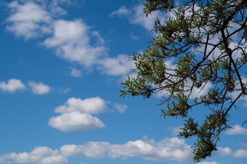 Green leaves against a blue sky and white clouds.