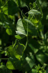 Sunlight on fresh green leaves with dew drops.