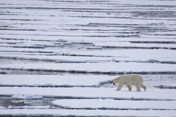 Polar bear walking on the melting sea ice in the Arctic, Spitsbergen.