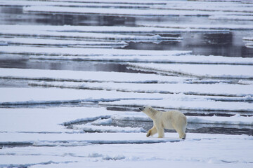 Obraz na płótnie Canvas Polar bear walking on the melting sea ice in the Arctic, Spitsbergen.