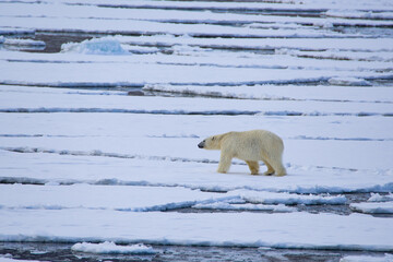 Polar bear walking on the melting sea ice in the Arctic, Spitsbergen.
