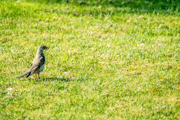 Kestrel catching worms on a lawn in County Donegal - Ireland