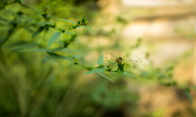 A dragonfly perched on the branch of a small plant during a sunny, and bright day.