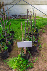 Copihue farm on the South of Chile