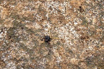 Bug walking on a rock
