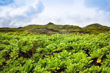 Fototapeta na wymiar Plants in front of green hills in hawaii