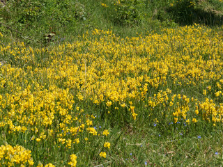 Genista sagittalis | Gewöhnlicher Flügelginster oder Ramsele. Landschaft mit teppich aus gelben Blumen und typische Pflanze des trockene Wiesen des südlichen Schwarzwaldes
