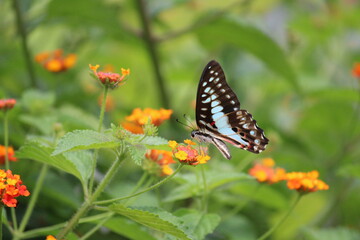 Bluebottle Butterfly
