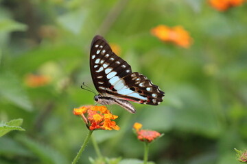 Fototapeta na wymiar Bluebottle Butterfly